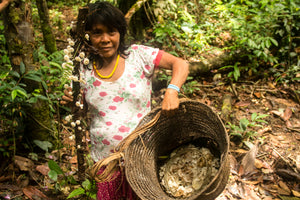 Yanomami Mushrooms