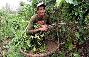 Agroforestry Café Apuí